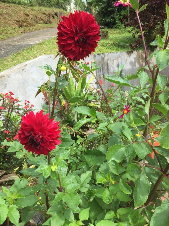 Mountain Top Chalet วิกตอเรีย ภายนอก รูปภาพ